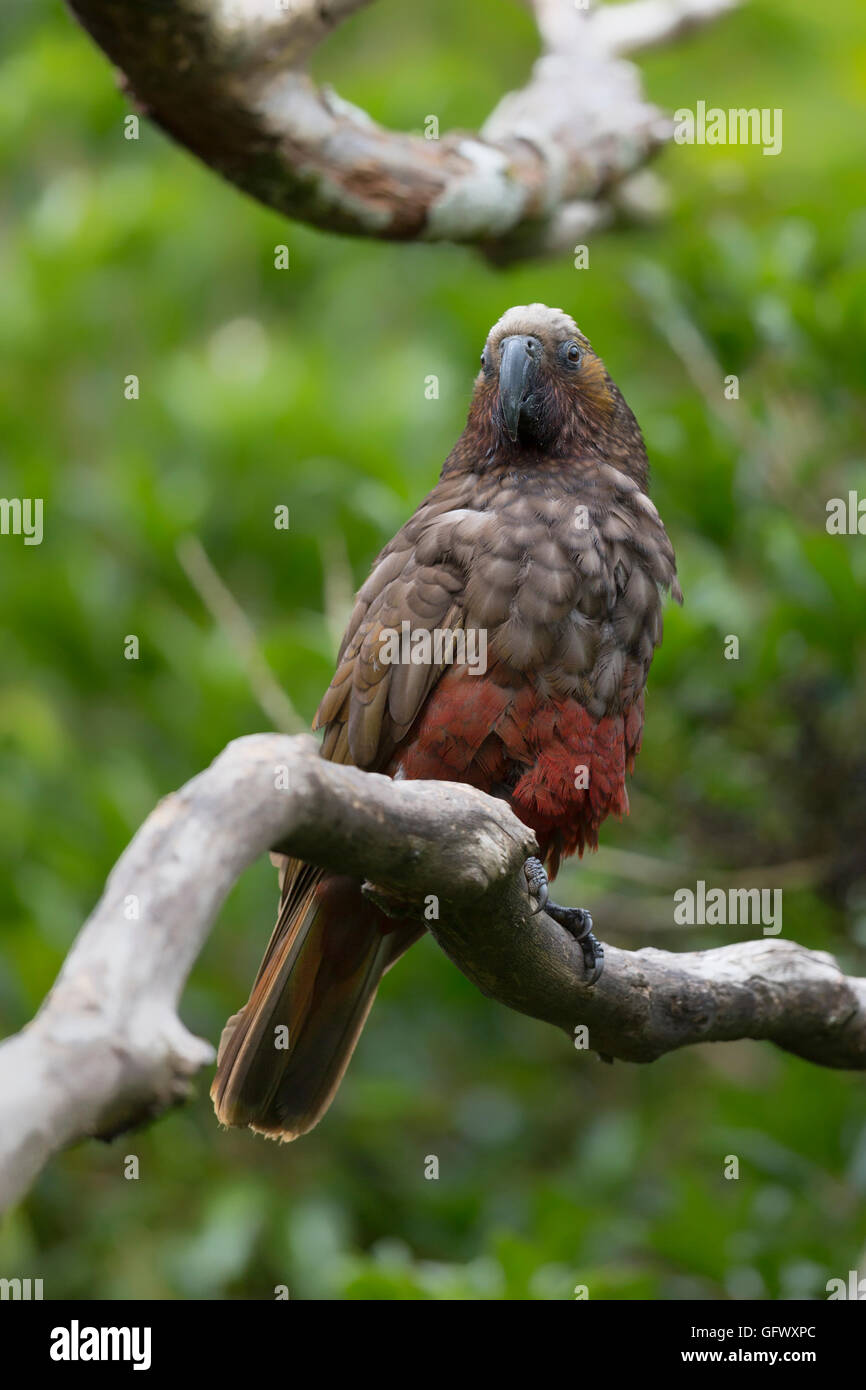 New Zealand endemic Kaka, brown parrot near Wellington North Island Stock Photo