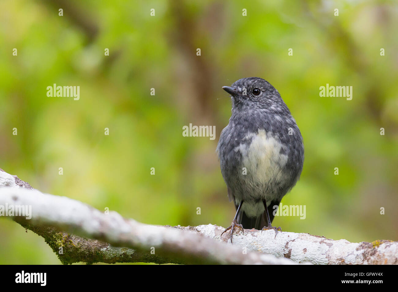 Endemic North Island Robin at New Zealand Stock Photo