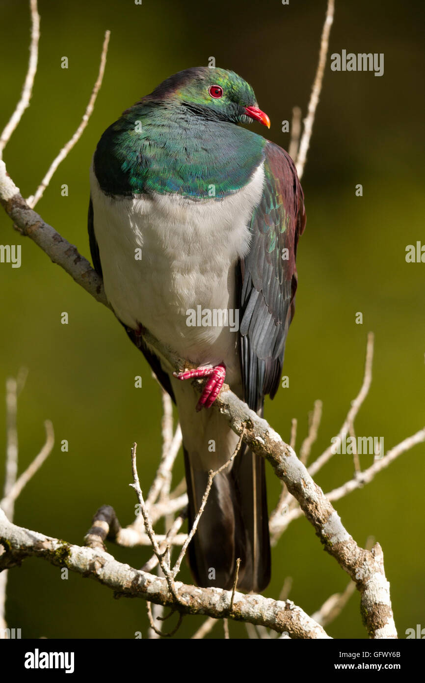 New Zealand pigeon (Hemiphaga novaeseelandiae) or kererū at North Island near New Zealand Stock Photo