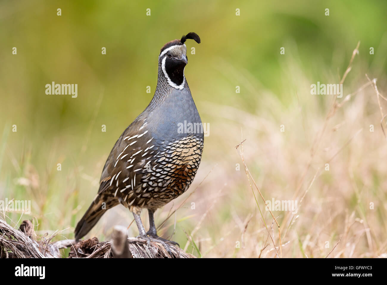 California Quail or Callipepla californica in Wellington North Island New Zealand Stock Photo