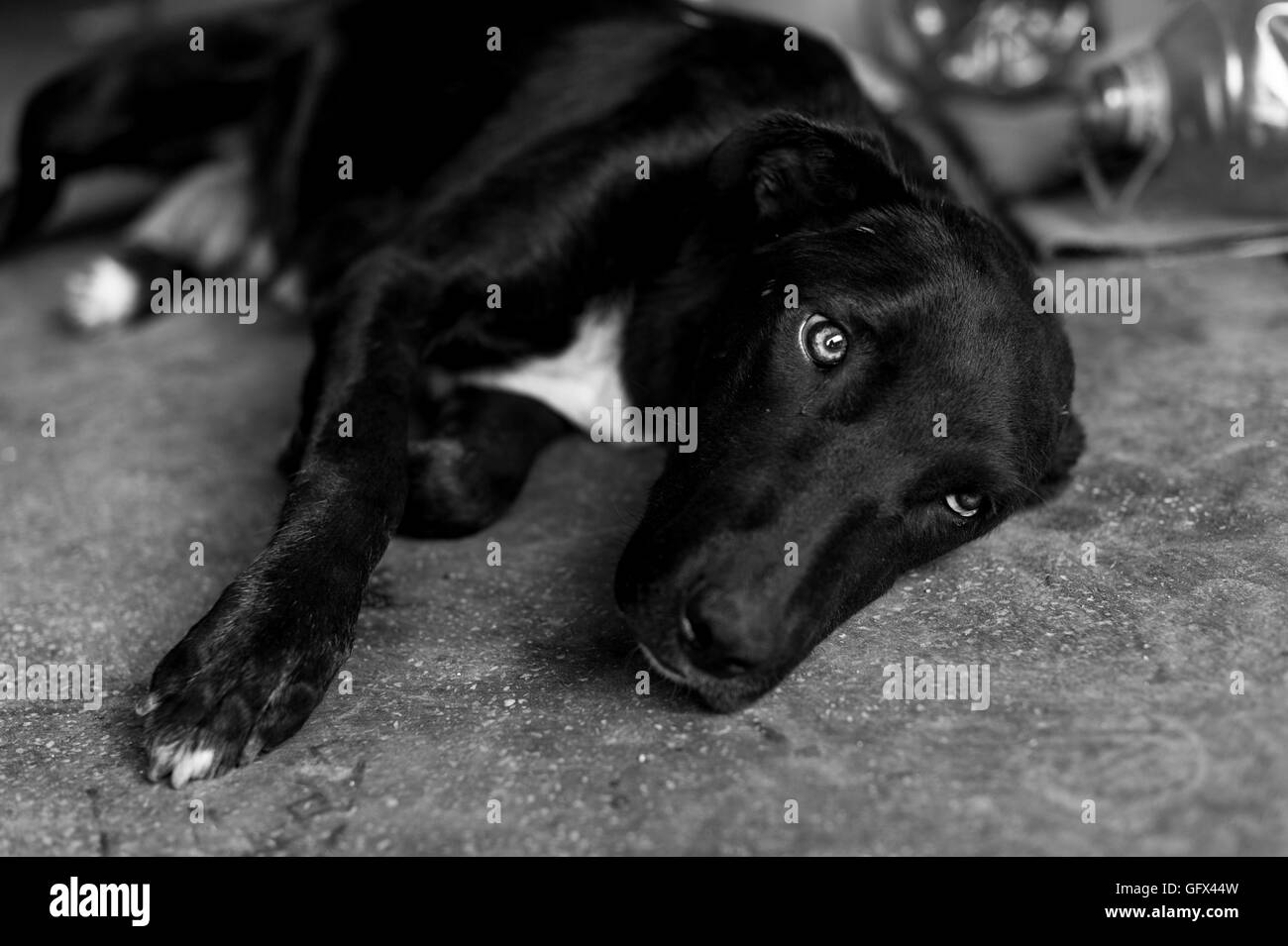 Dog eye Black and White Stock Photos & Images - Alamy