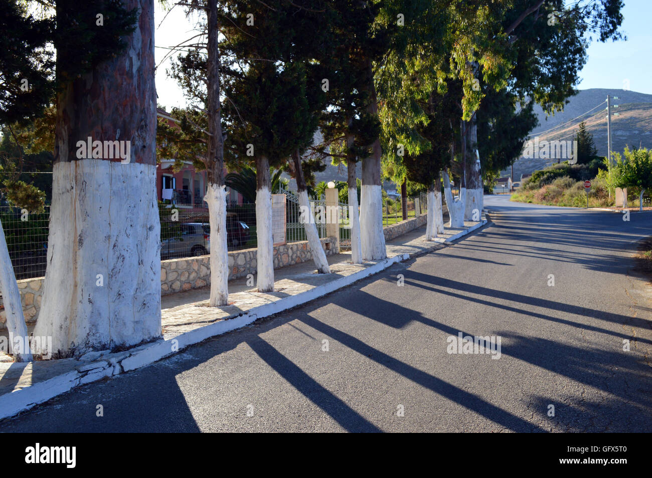 White Paint Trees on the Side of the Road in Katelios on the Greek