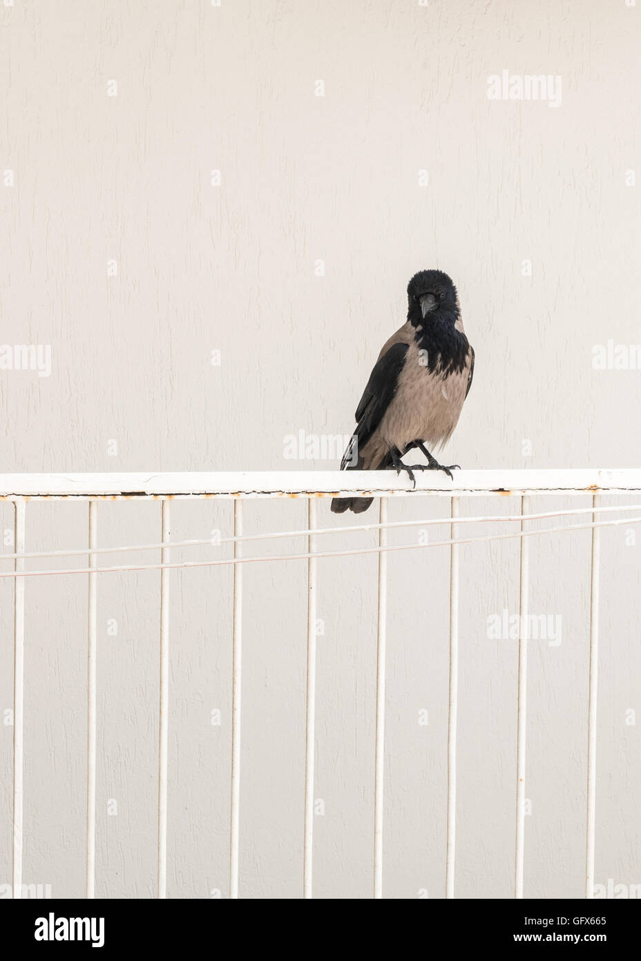 A crow bird standing at balcony on white background Stock Photo Alamy