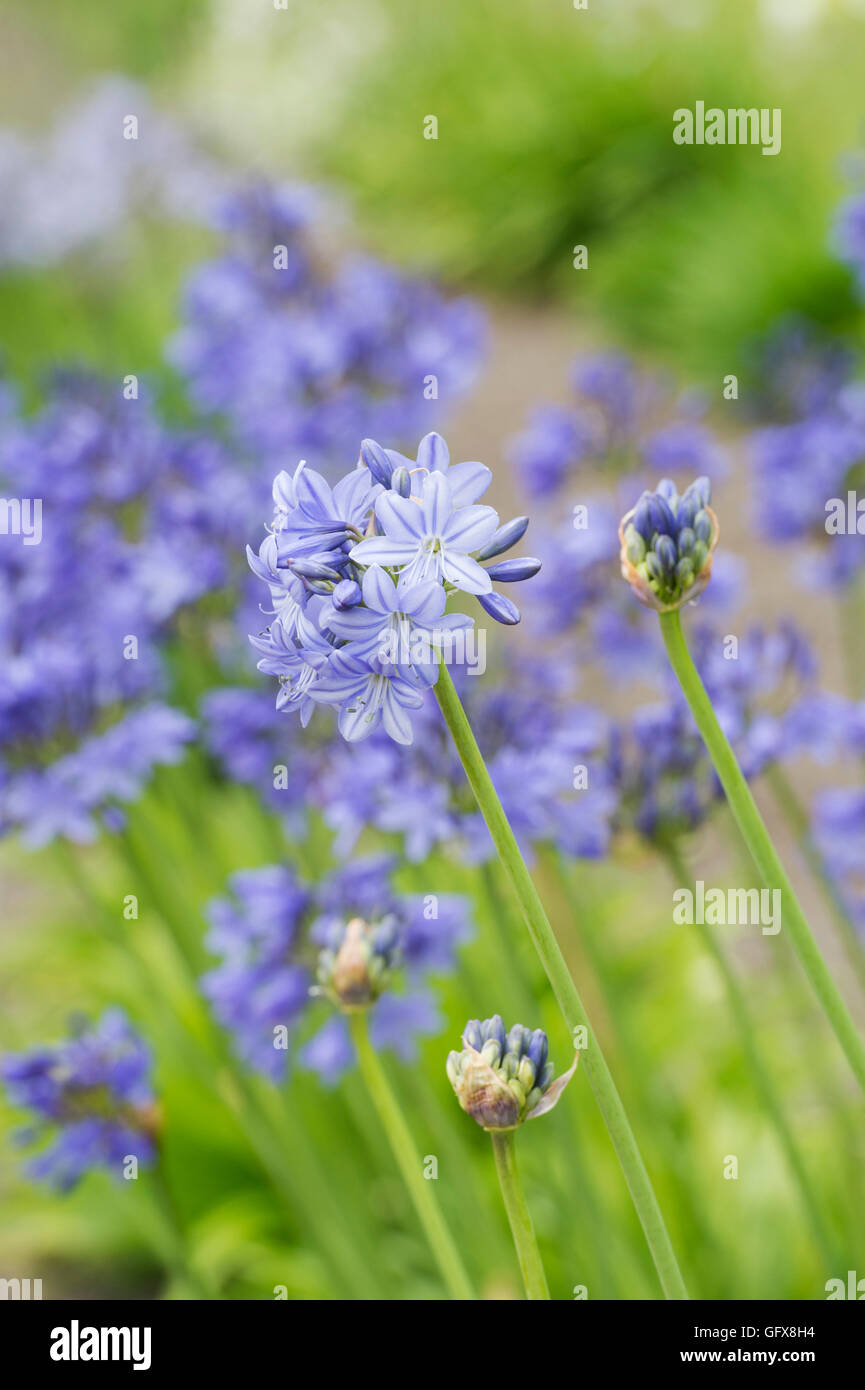 Agapanthus campanulatus flower hi-res stock photography and images - Alamy