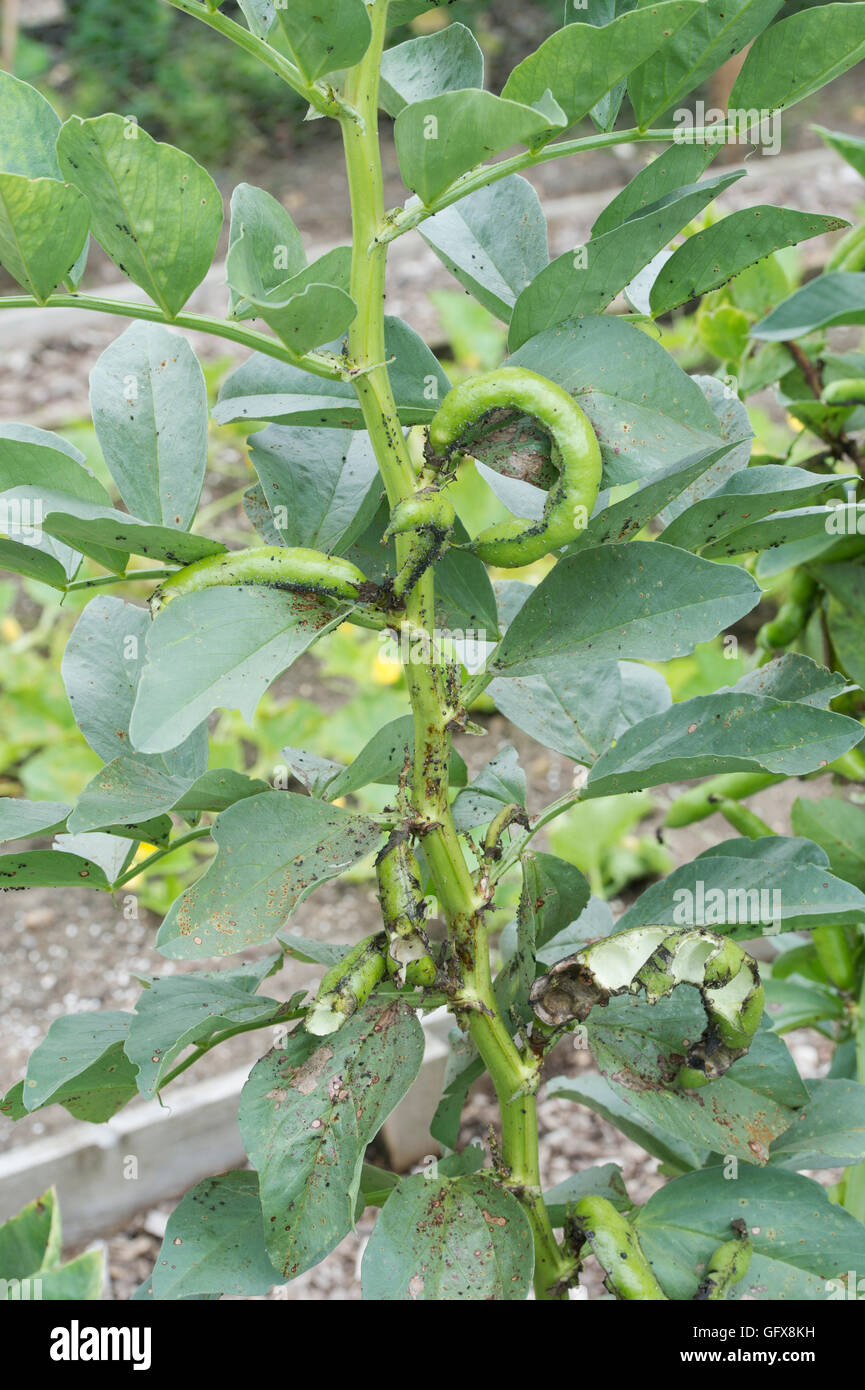 Blackfly on beans hires stock photography and images Alamy