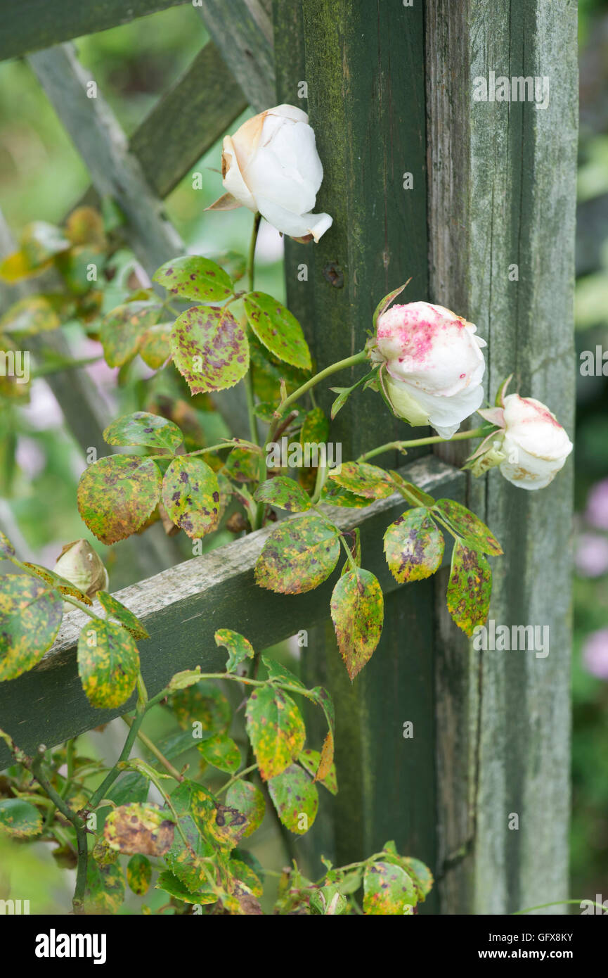 Diplocarpon rosae. Rose black spot fungal disease Stock Photo