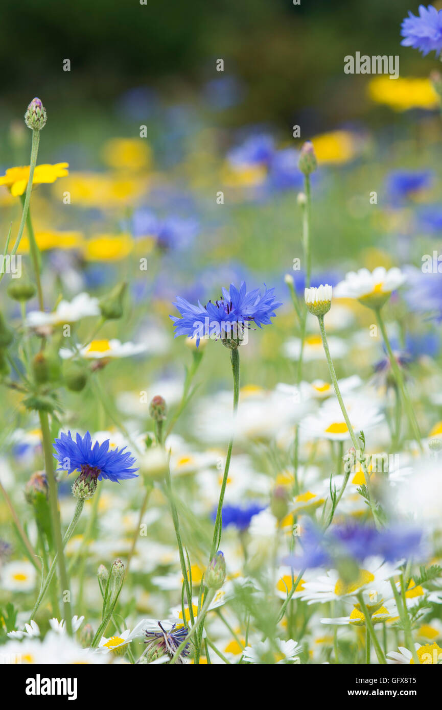 Centaurea cyanus. Cornflower wildflower meadow in an english garden