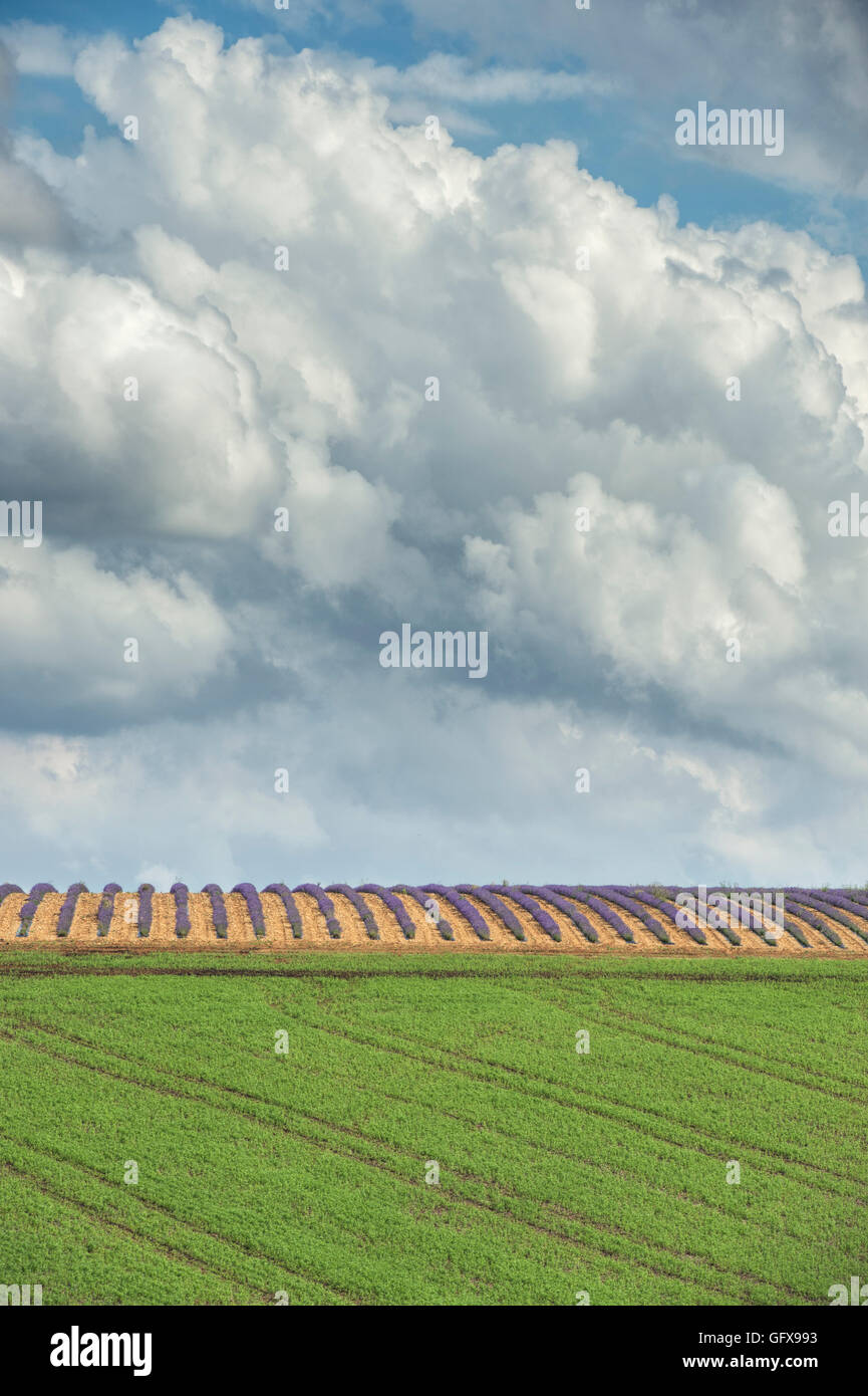 Rows of lavender in a field against a cloudy blue sky at Snowshill, Gloucestershire England Stock Photo