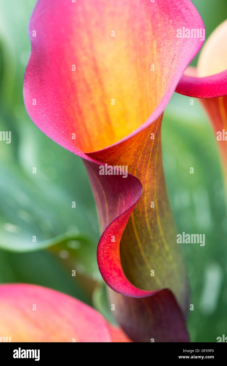 Zantedeschia Captain Odeon. Calla lily / Arum lily Stock Photo Alamy