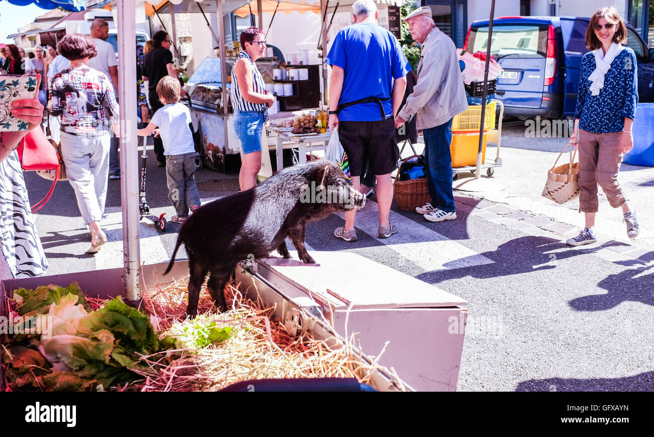 Miniature live pig at Prayssac market in Le Lot Region of France July 2016 Stock Photo