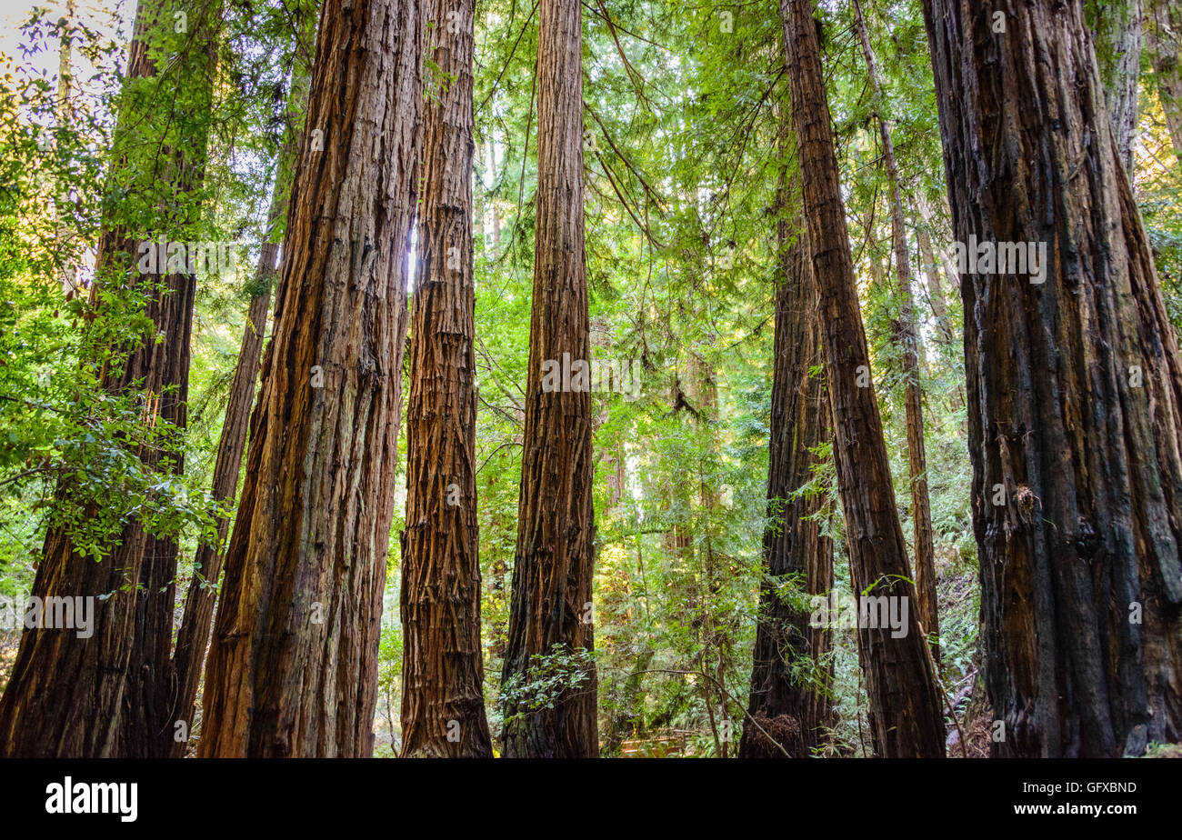 Muir Woods National Monument Stock Photo