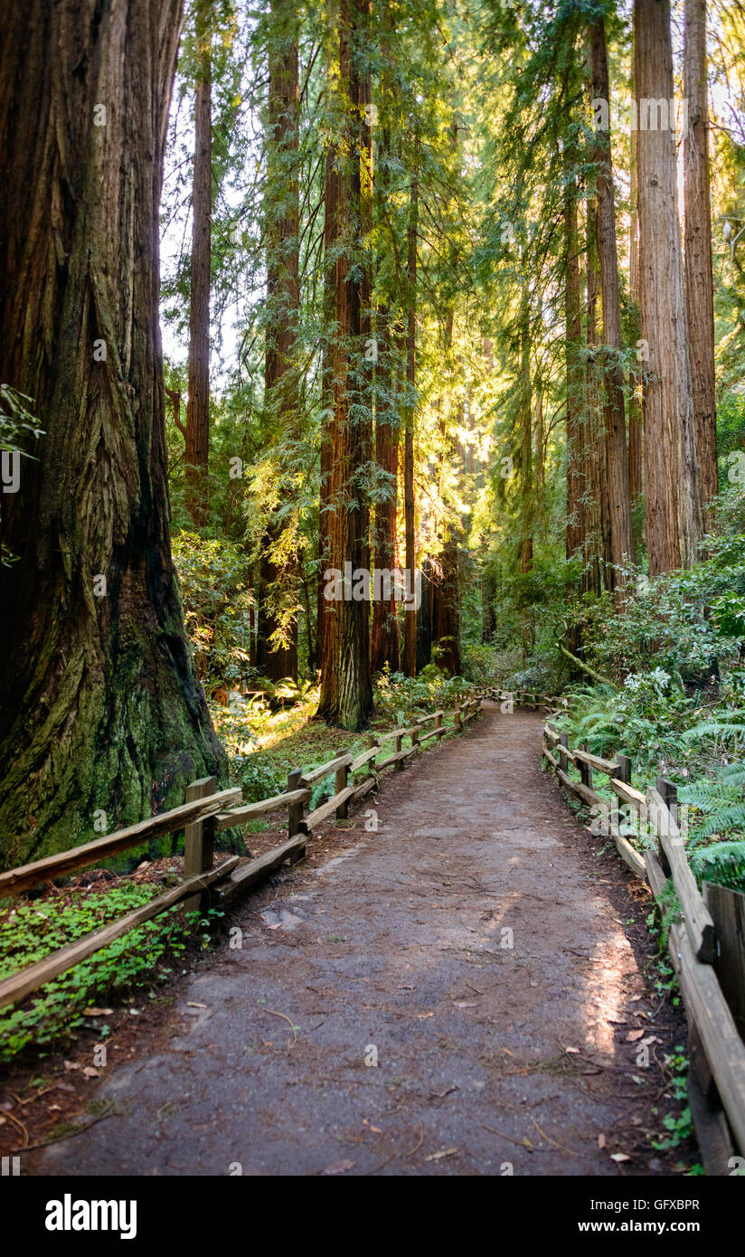 Muir Woods National Monument Stock Photo