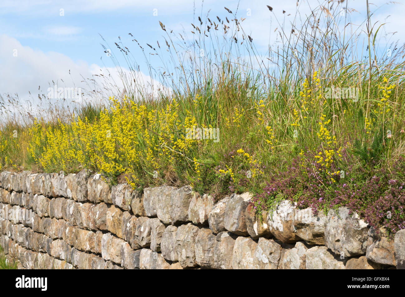 Wildflowers growing on top of Hadrian's wall near Housesteads, Northumberland, England, UK Stock