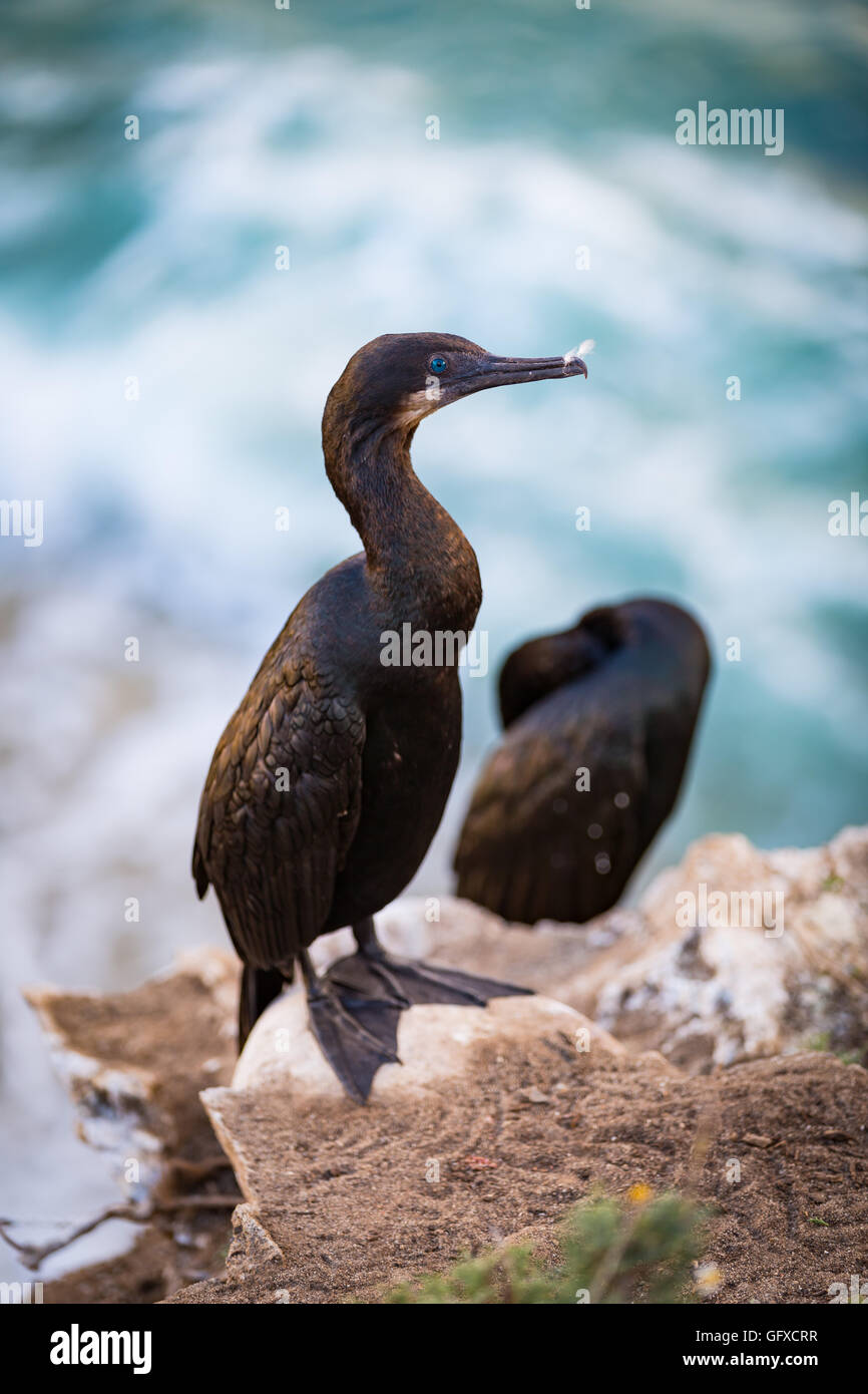Brandt's Cormorant in La Jolla, California Stock Photo - Alamy