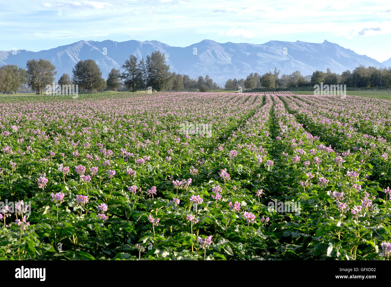Red potato 'Chieftain' flowering field, converging rows, Chugach mountains in background. Stock Photo
