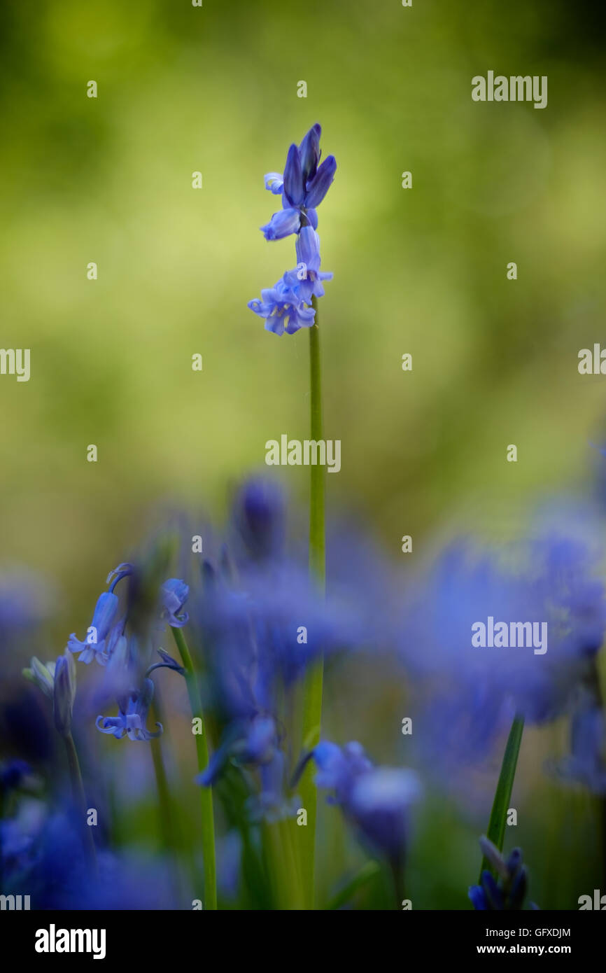A single bluebell stands tall among shorter bluebells against a a blurred background Stock Photo