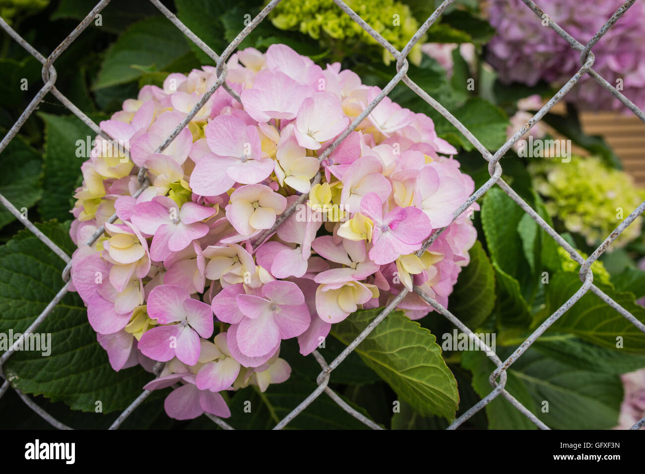 19+ Chain Link Fence Flower Boxes