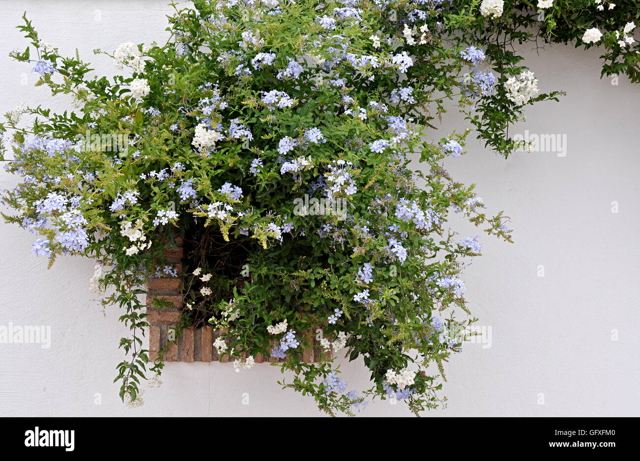 Blue jasmine flower hi-res stock photography and images - Alamy