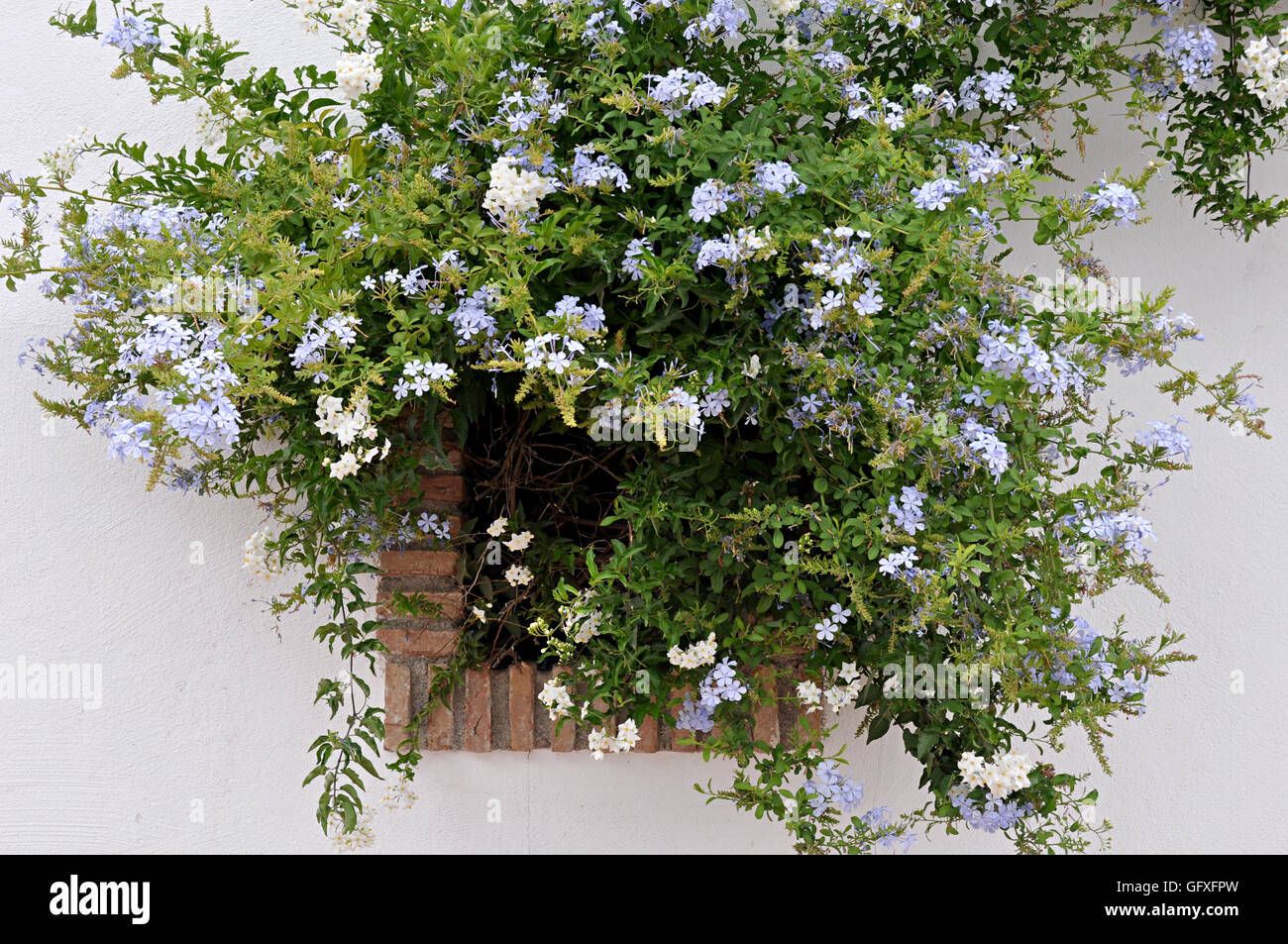 Blue jasmine flower hi-res stock photography and images - Alamy