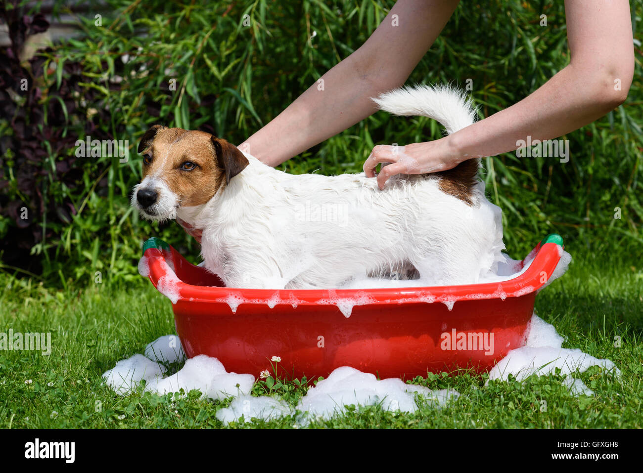 What Soap To Use To Wash A Dog