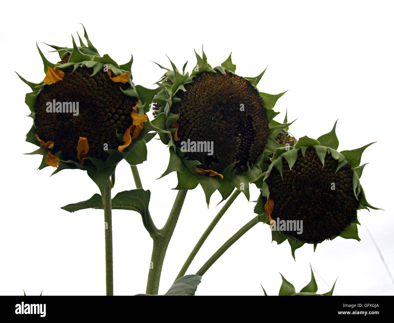 mature sunflower without petals Stock Photo - Alamy