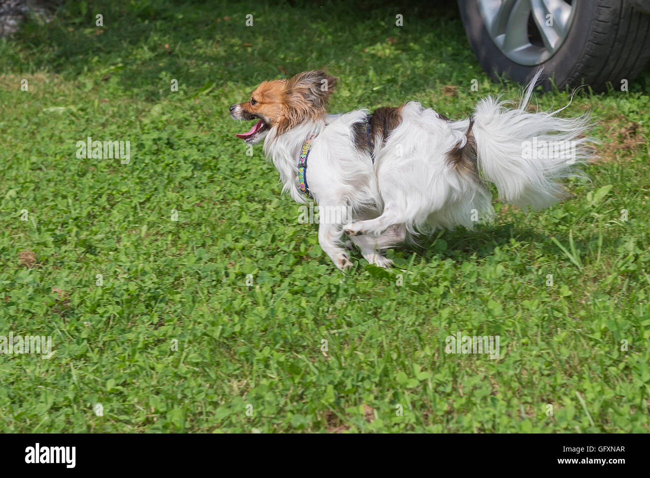 Papillon dog (Canis lupus familiaris) quickly runs Stock Photo