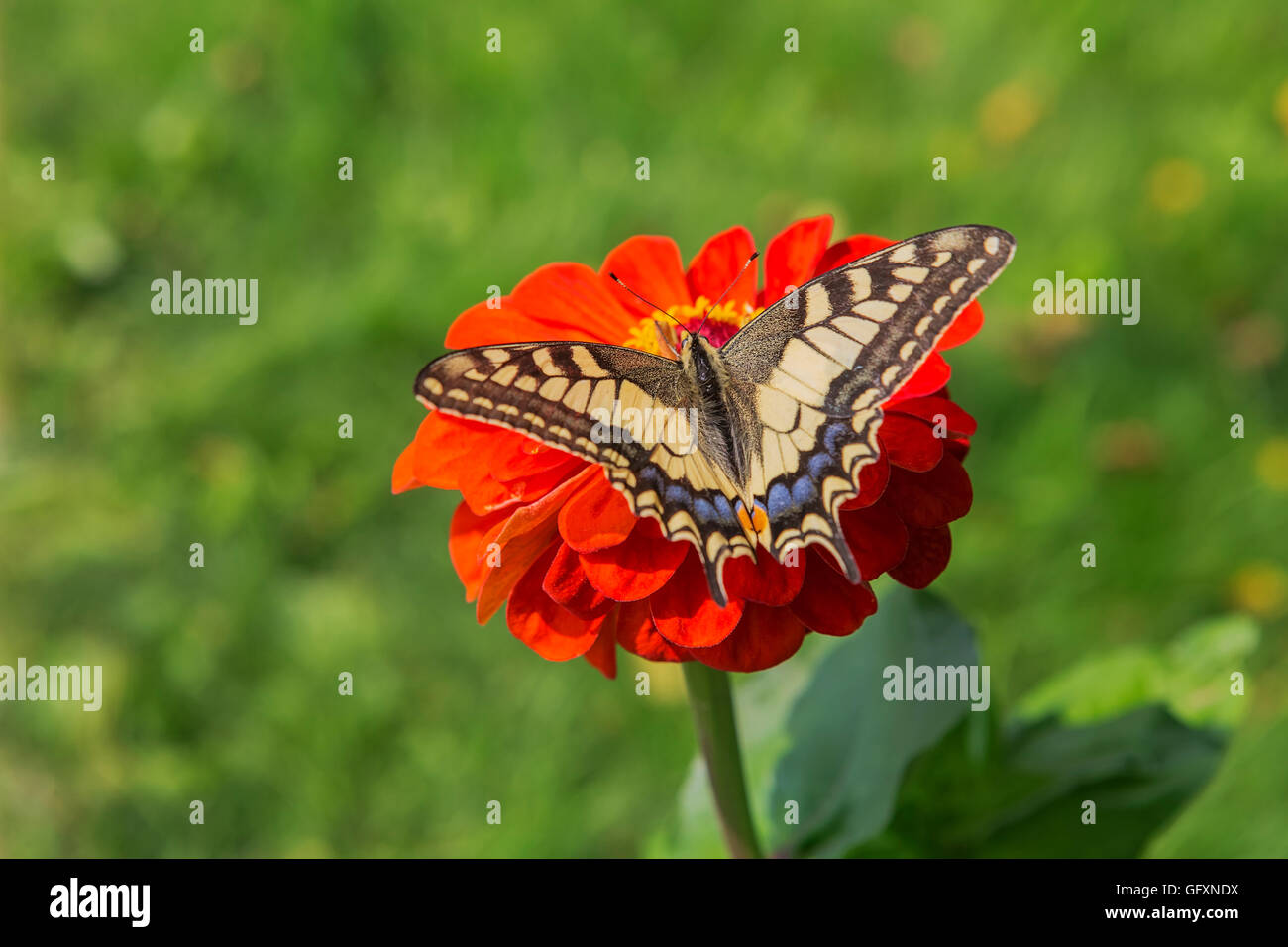 Swallowtail butterfly (Papilio machaon) a rare butterfly from the Papilionidae family on a red flower Stock Photo