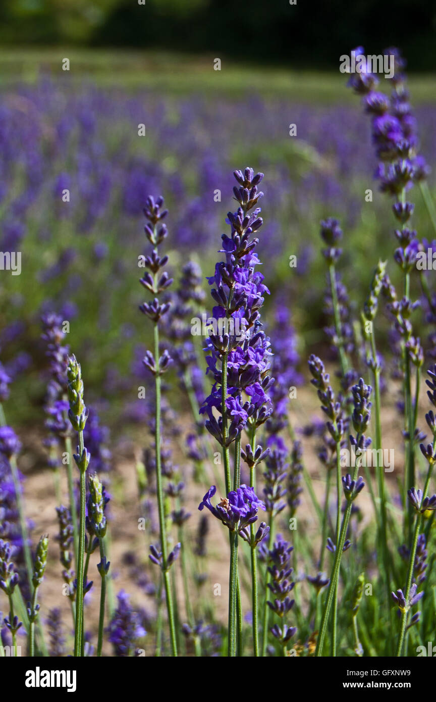 FIeld of lavender, Jersey Lavender Farm Stock Photo