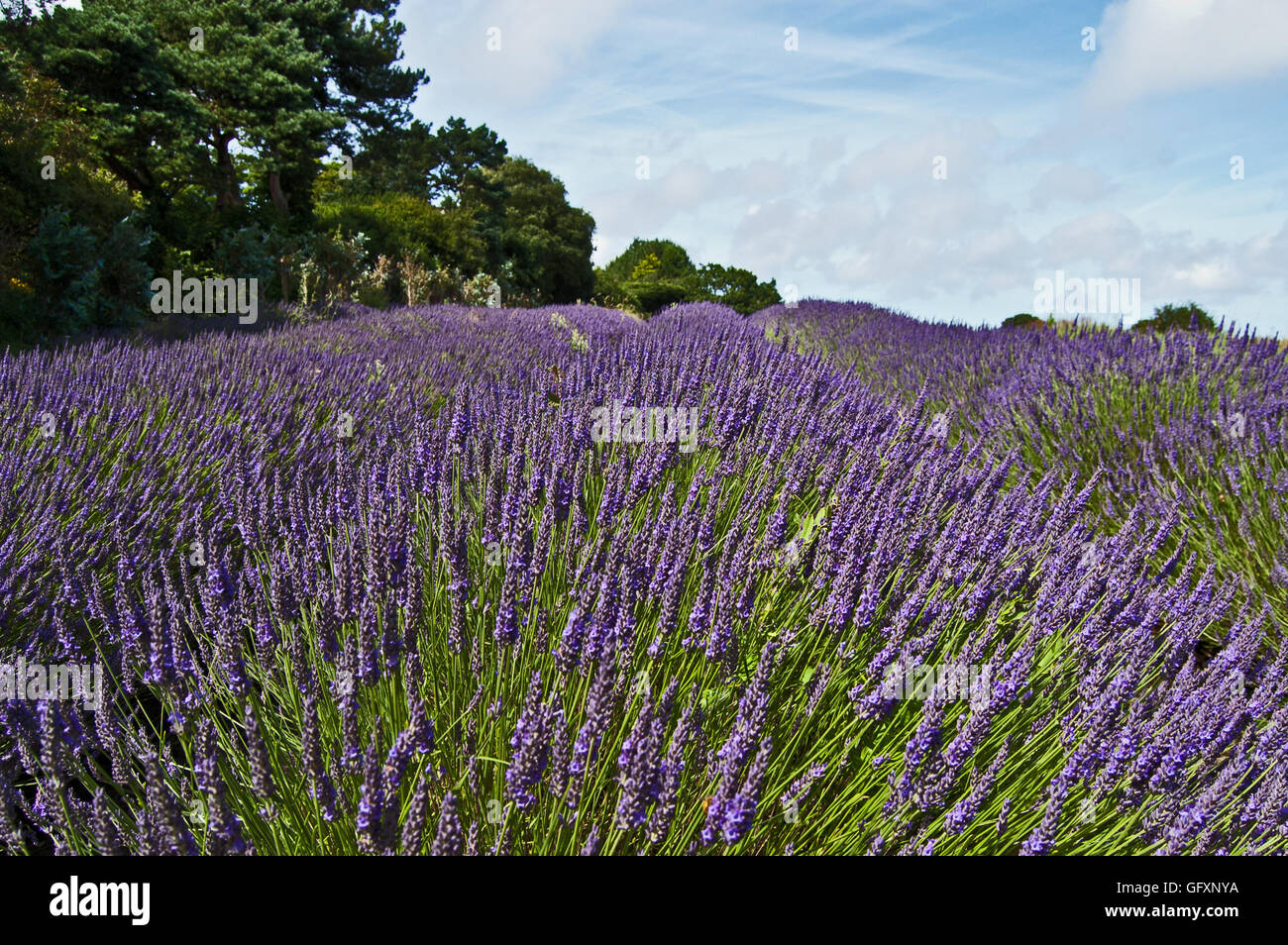 Field of Lavender at Jersey Lavender Farm, Jersey, Channel Islands