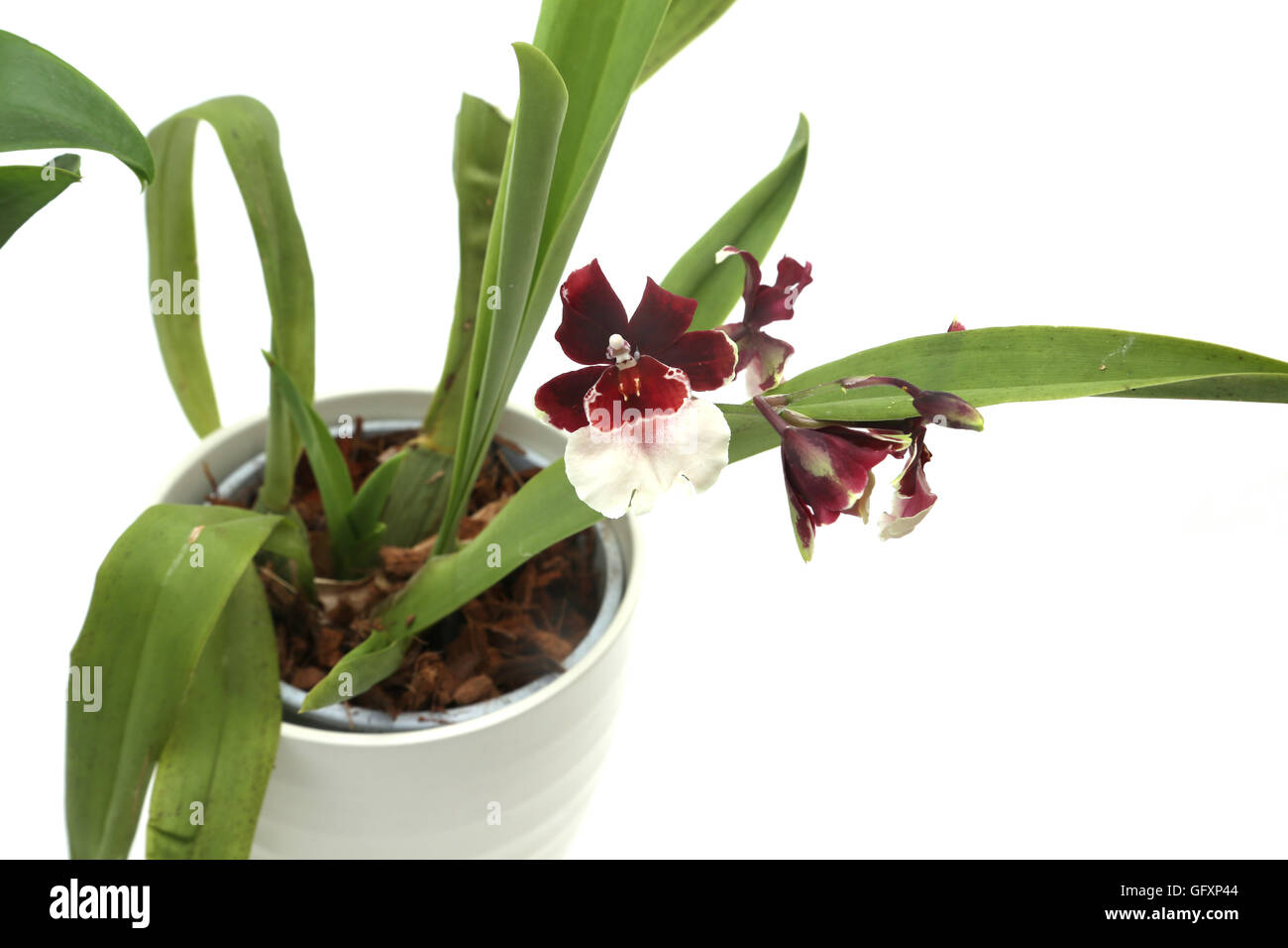 Miltonidium Bartley Schwarz Orchid In Pot Stock Photo