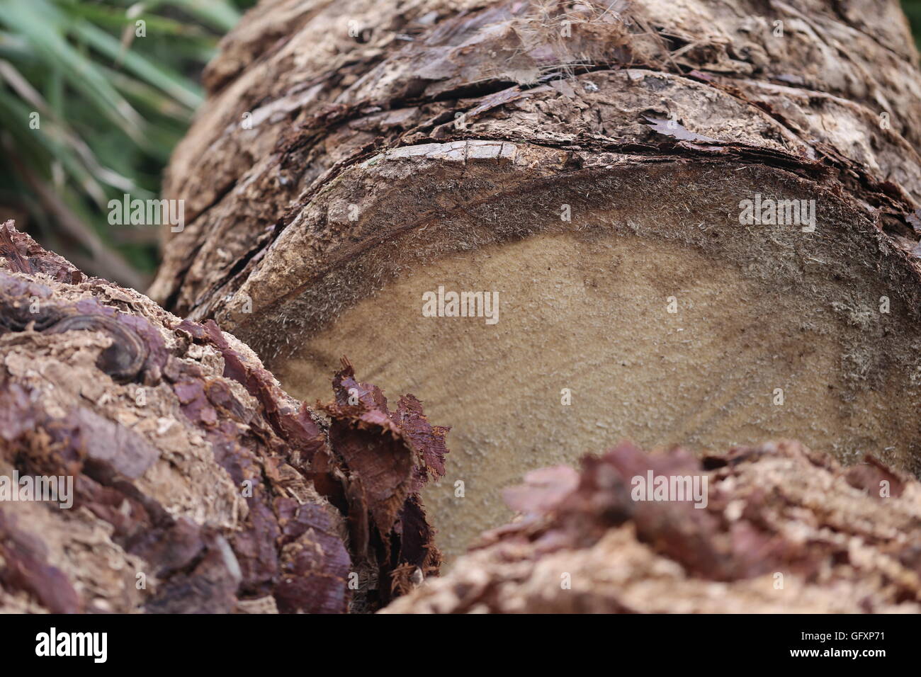 Cut Down Trunk. Cut off, removed pieces of Palm tree trunk in the street. Stock Photo