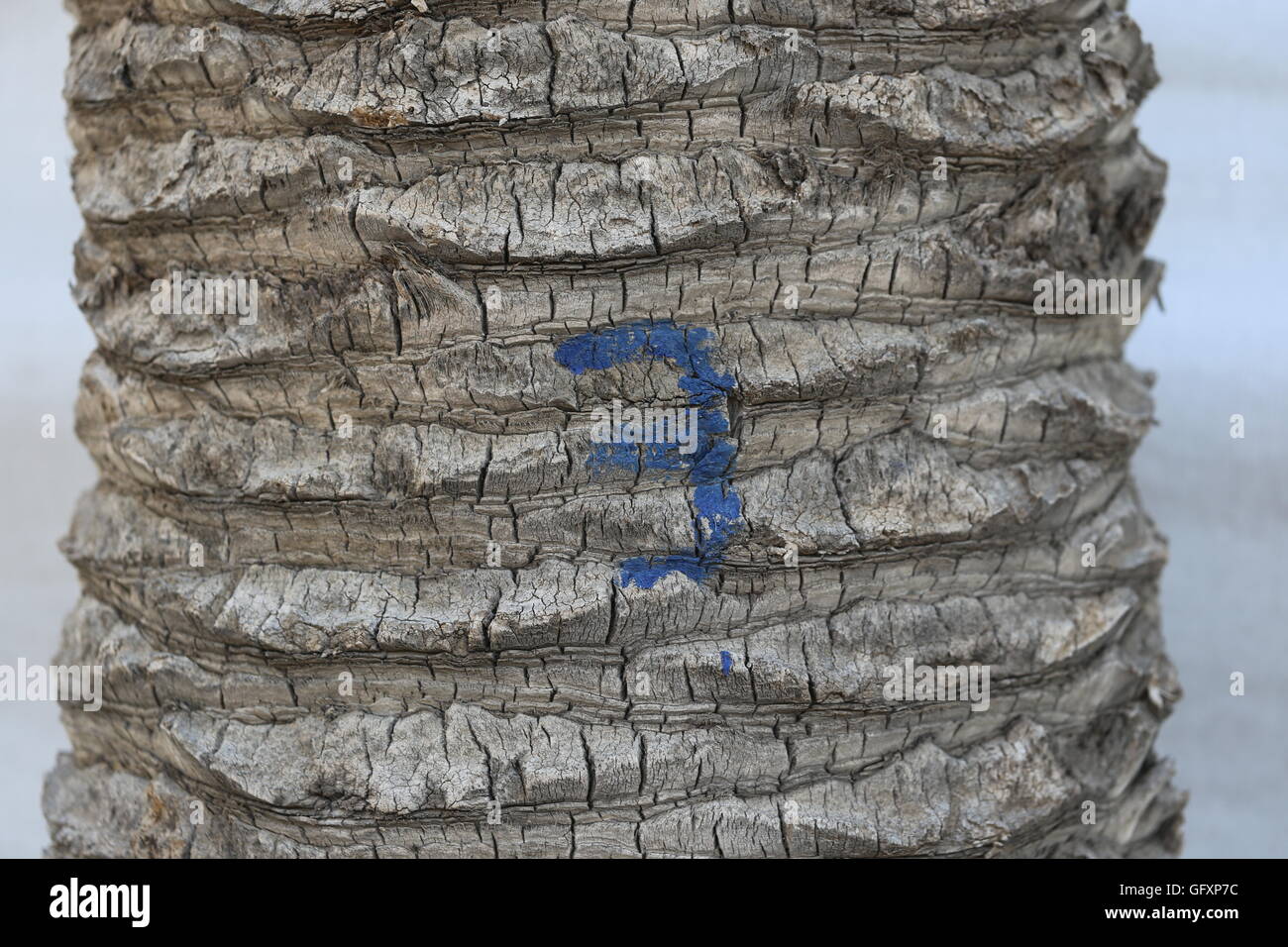Tree Trunk Number Three. Number three on an old palm bark. Blue handwriting of the number three on a tree trunk. Stock Photo