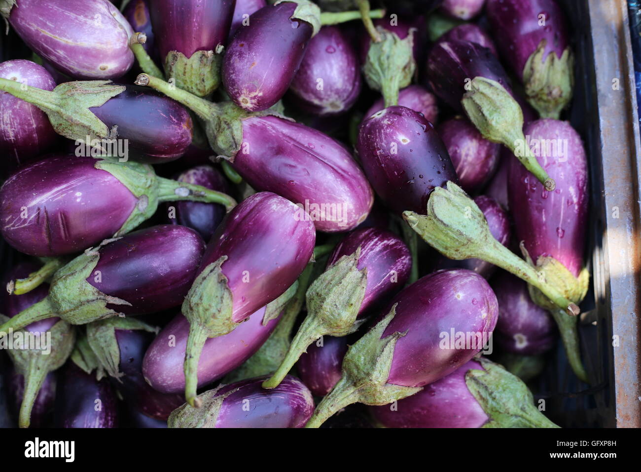 Eggplants. Stack of small fat eggplant in an impromptu market stand. Stock Photo