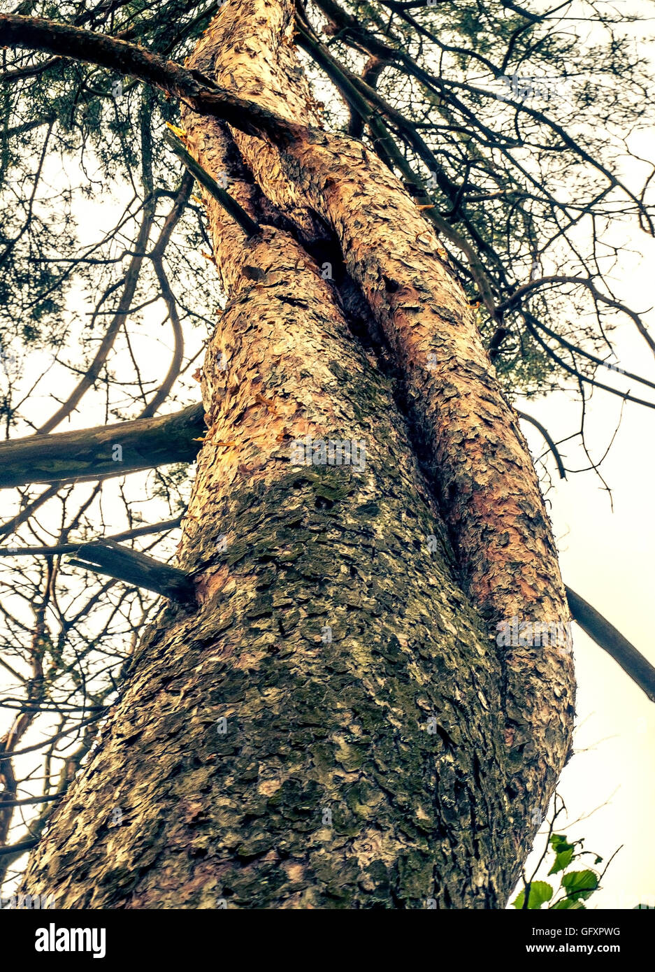 Tree bole hires stock photography and images Alamy