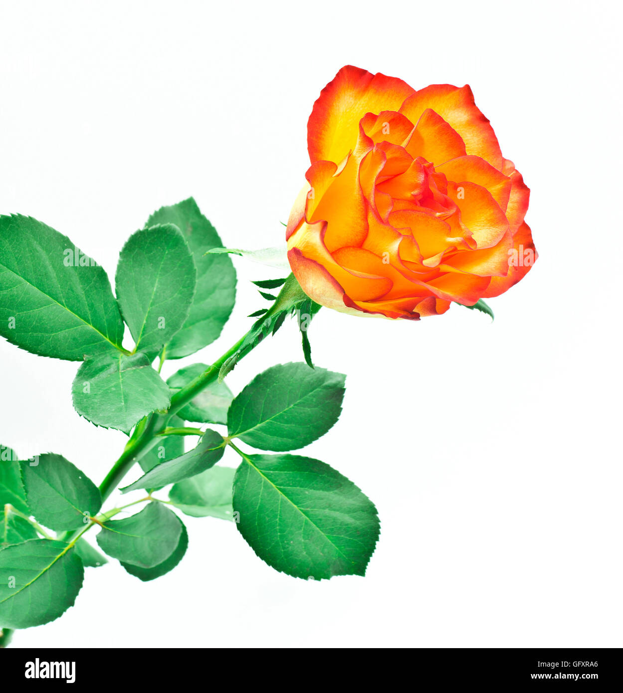 the orange rose flower Stock Photo Alamy