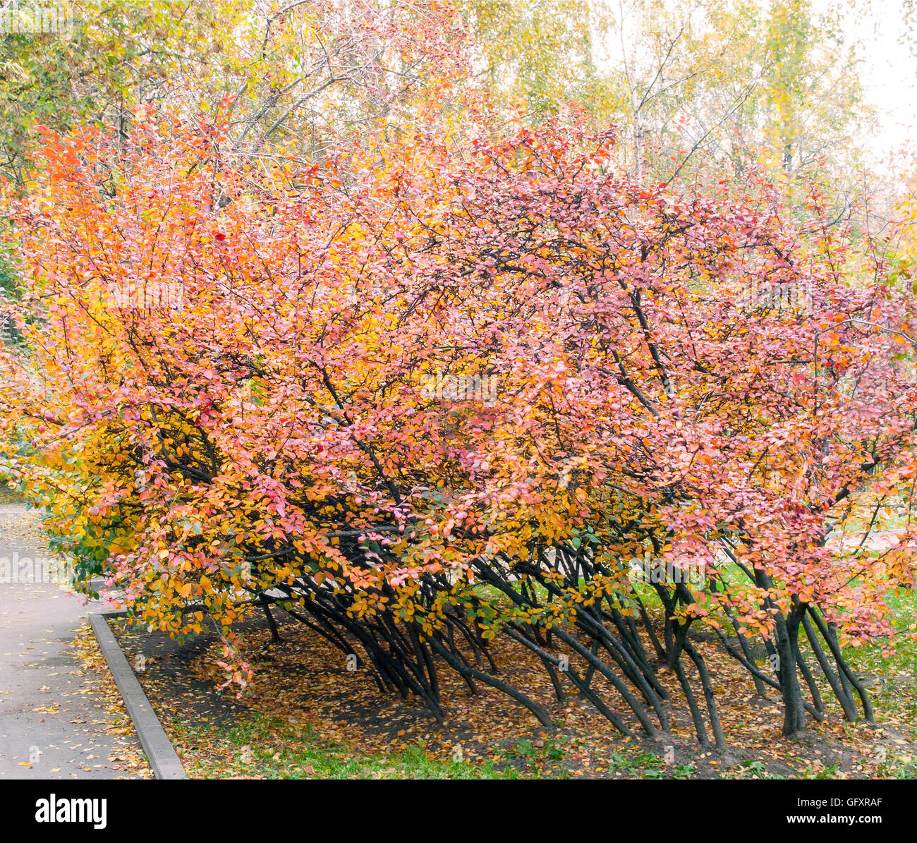 Trees plant plants hi-res stock photography and images - Alamy