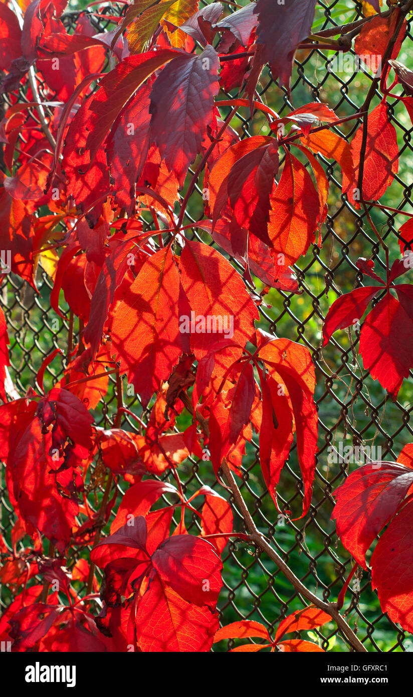 autumnal vine leaves Stock Photo