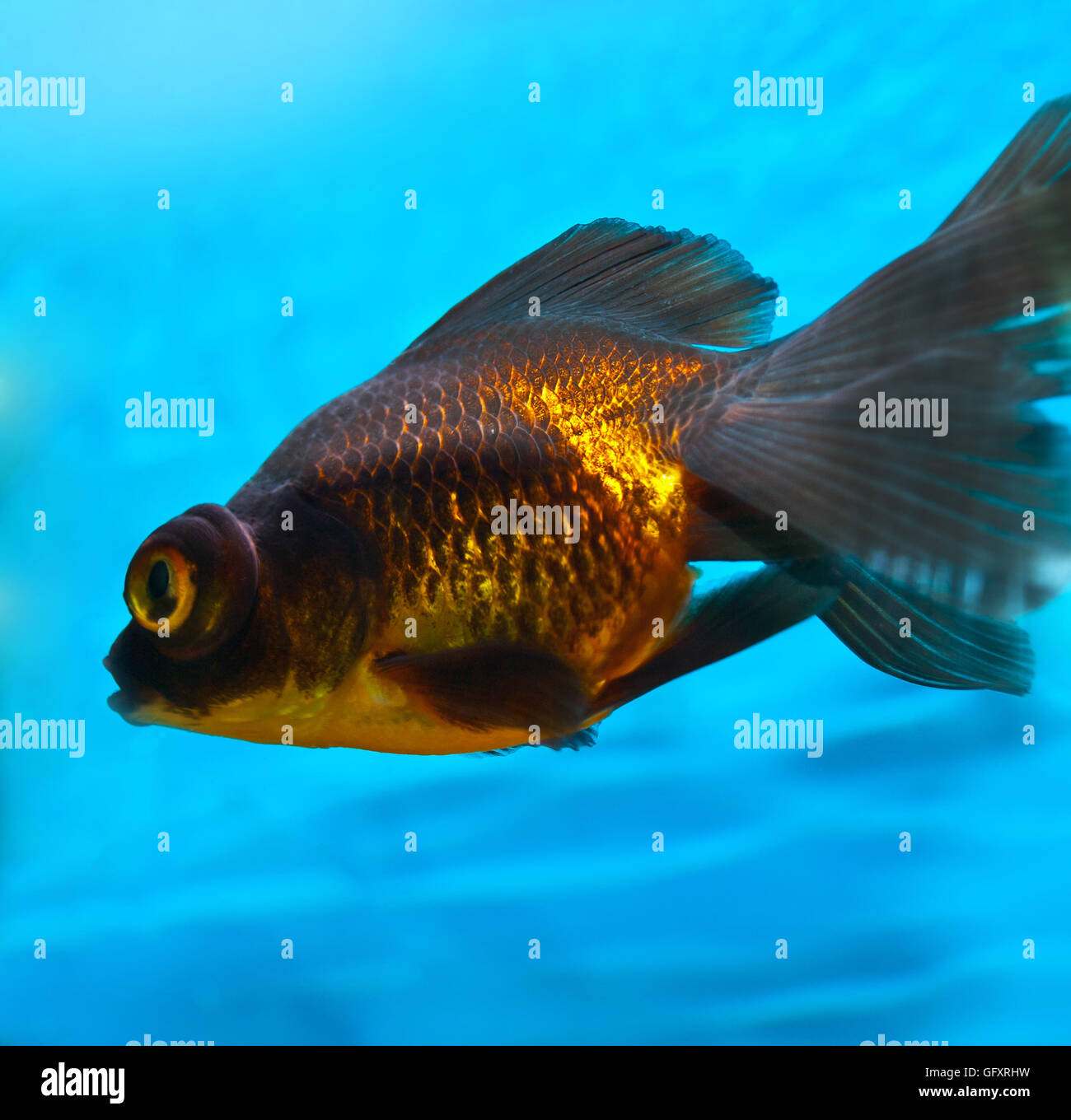 red telescope fish