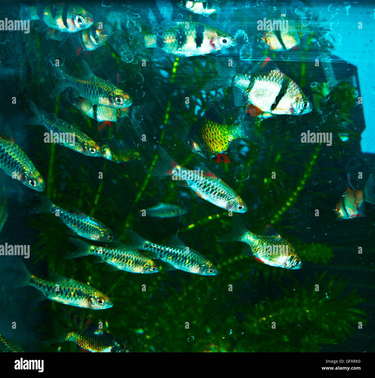 freshwater aquarium fishes Barbus Stock Photo
