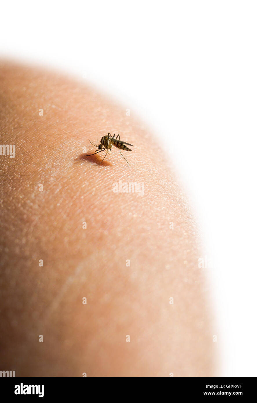 Mosquito on human shoulder Stock Photo