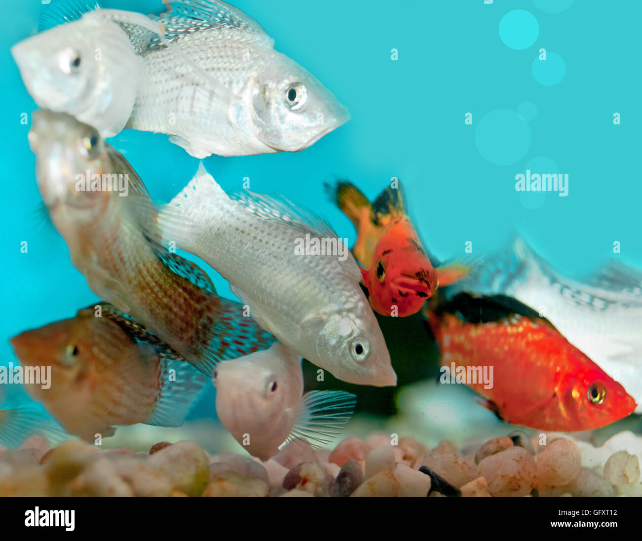closeup of aquarium Stock Photo