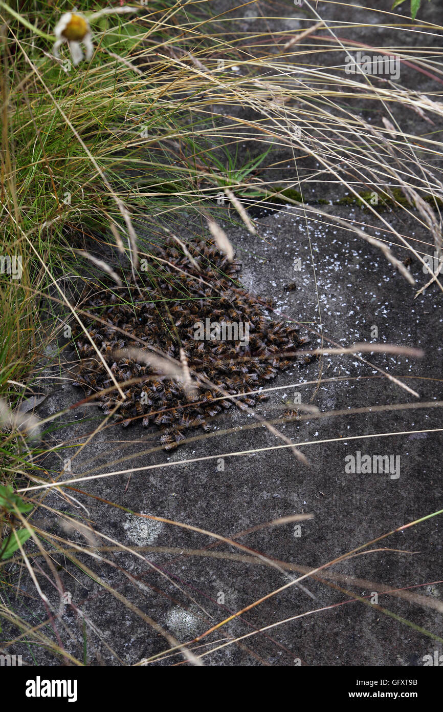 Bee Crawling Ground bees hi-res stock photography and images - Alamy