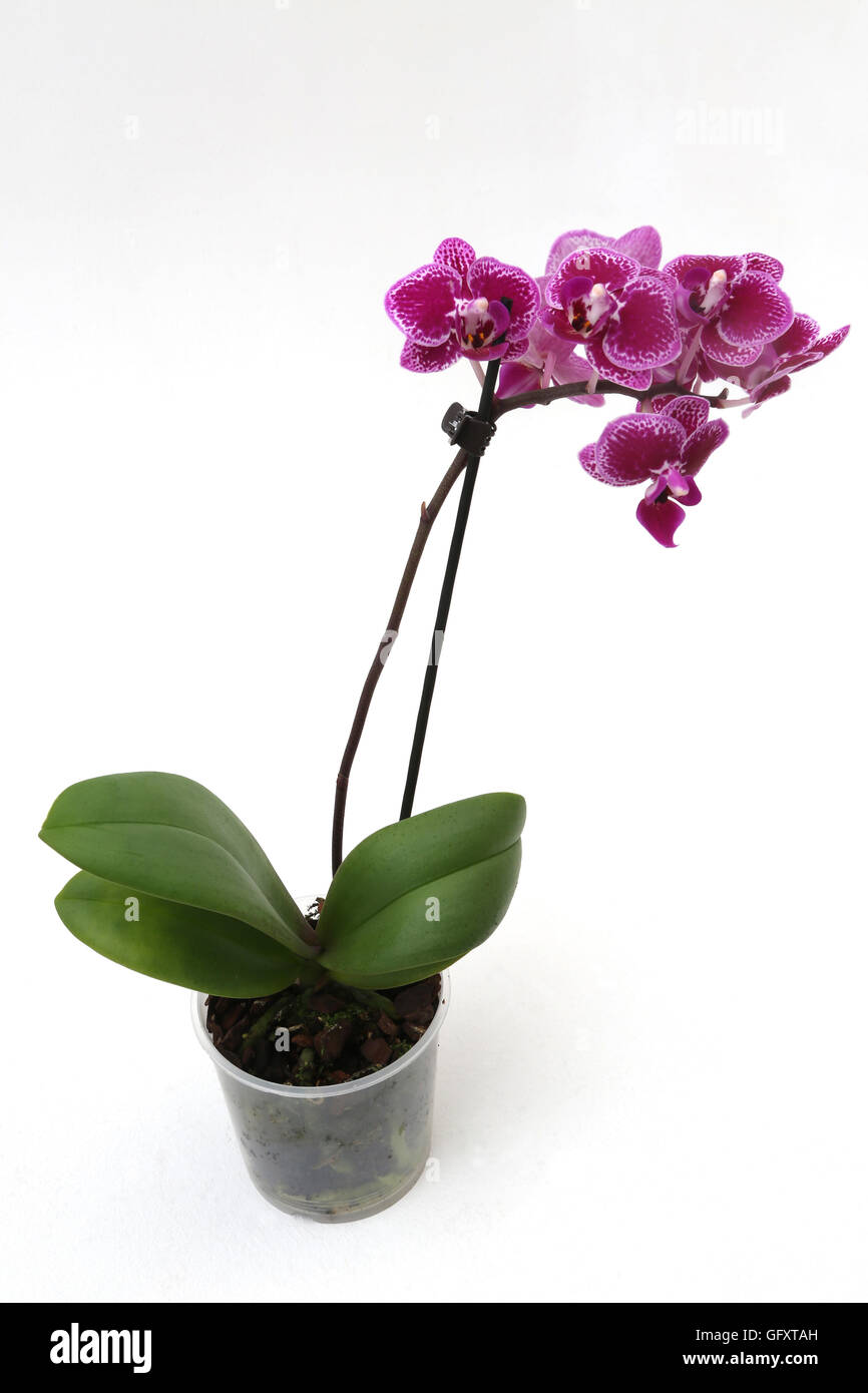 Mini phalaenopsis deals