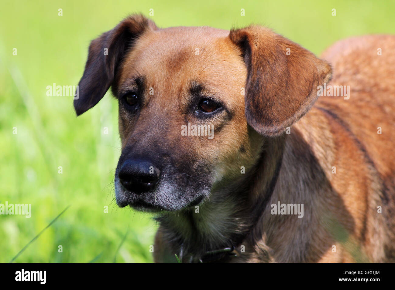 Sand Color Dog sand-colored dog with a collar and is looking Stock Photo - Alamy