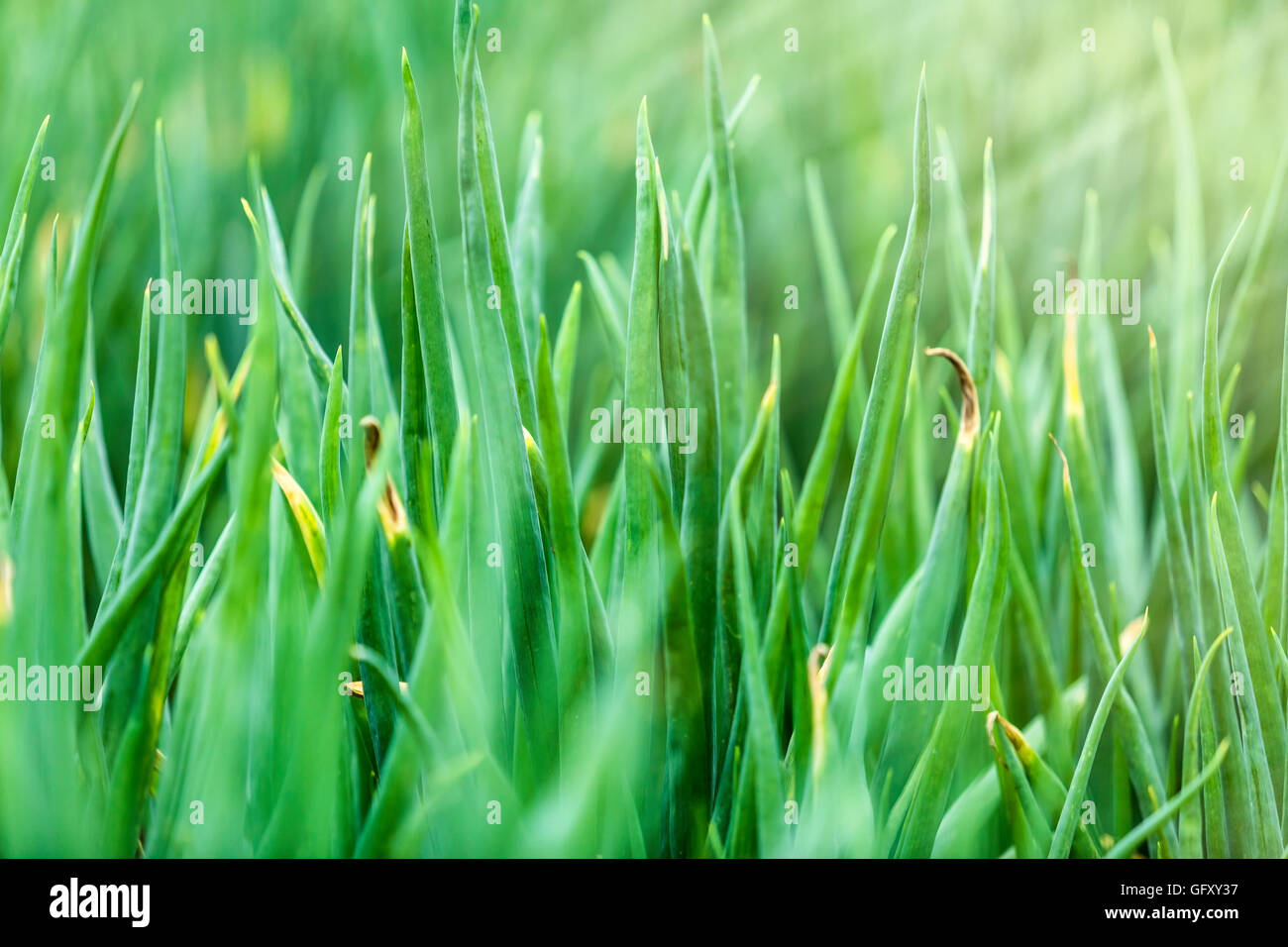 Green onion plantation hi-res stock photography and images - Alamy