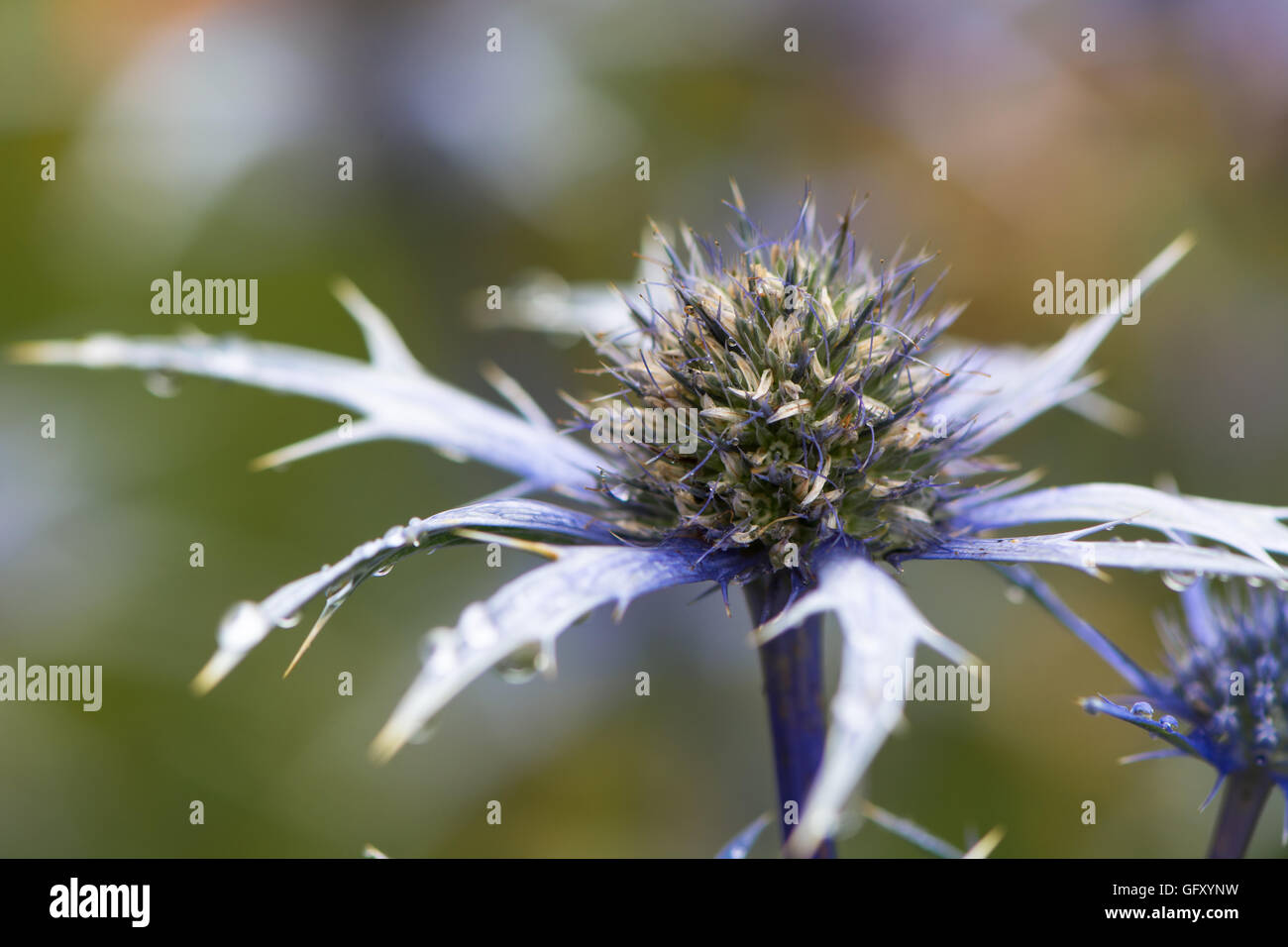 Mediterranean sea holly (Eryngium bourgatii). Spherical blue flowers with spiny bracts of flowering plant in the family Apiaceae Stock Photo