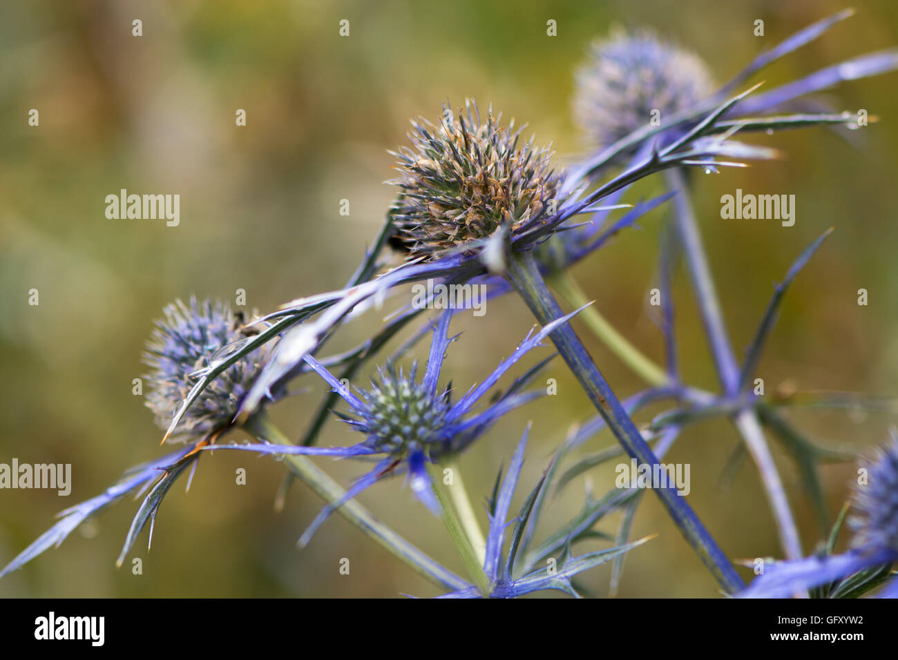 Mediterranean sea holly (Eryngium bourgatii). Spherical blue flowers with spiny bracts of flowering plant in the family Apiaceae Stock Photo