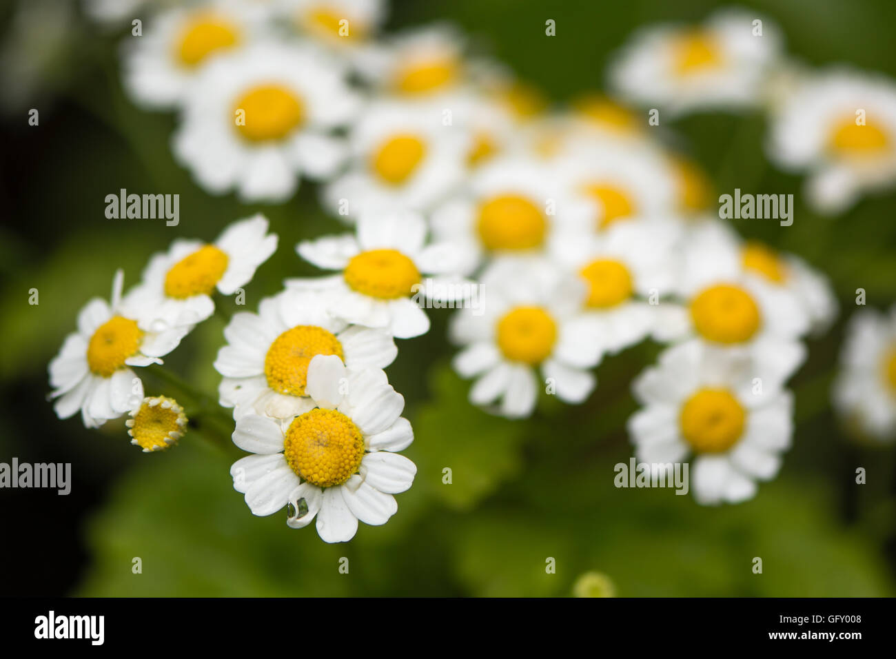 Feverfew (Tanacetum parthenium). Mass of white and yellows flowers of traditional medicinal herb in daisy family (Asteraceae) Stock Photo