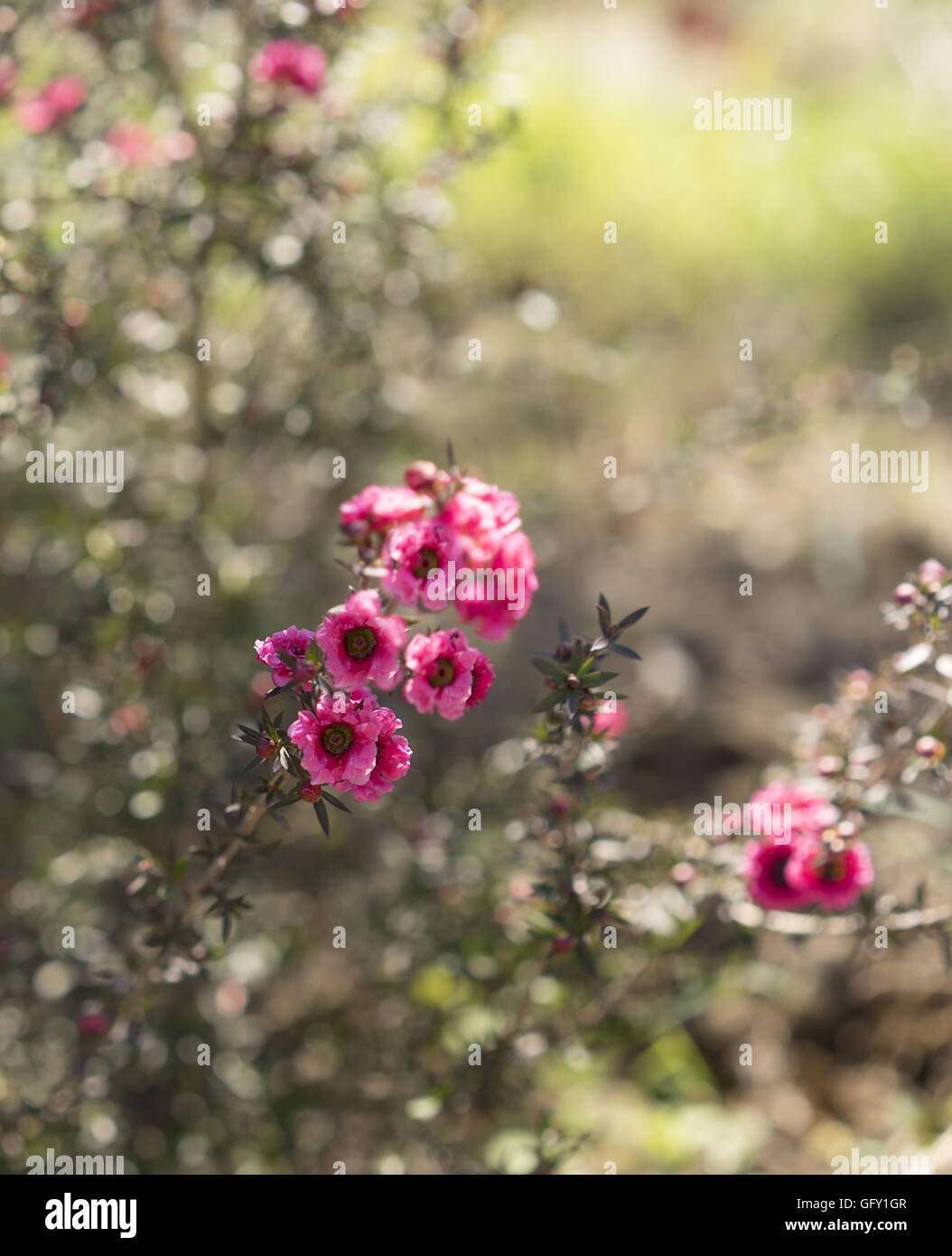 Early morning sunlight streaming on pink leptospermum flowers and dewdrops Stock Photo