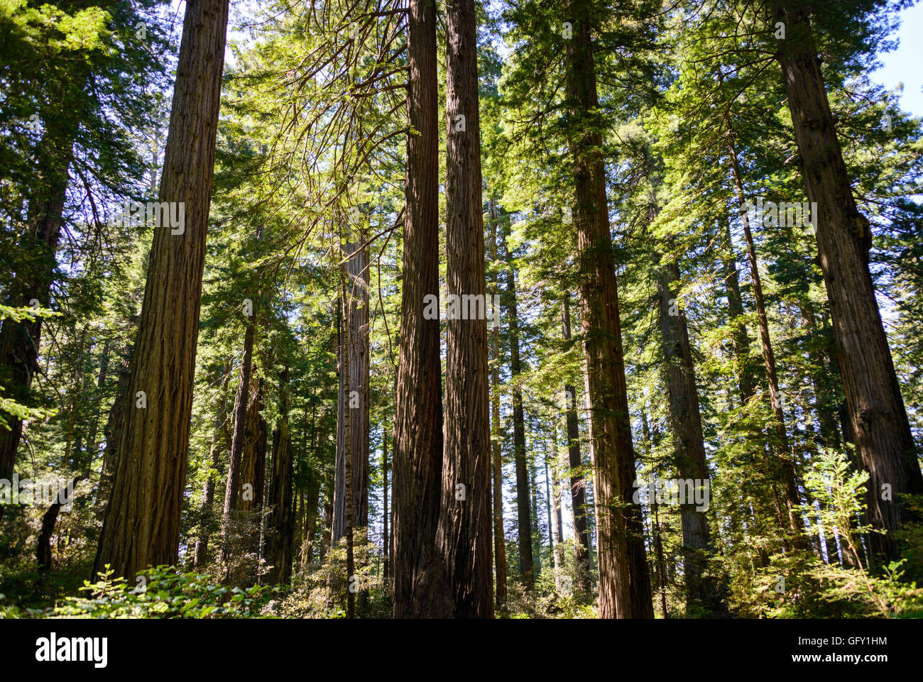Redwood National Park Stock Photo